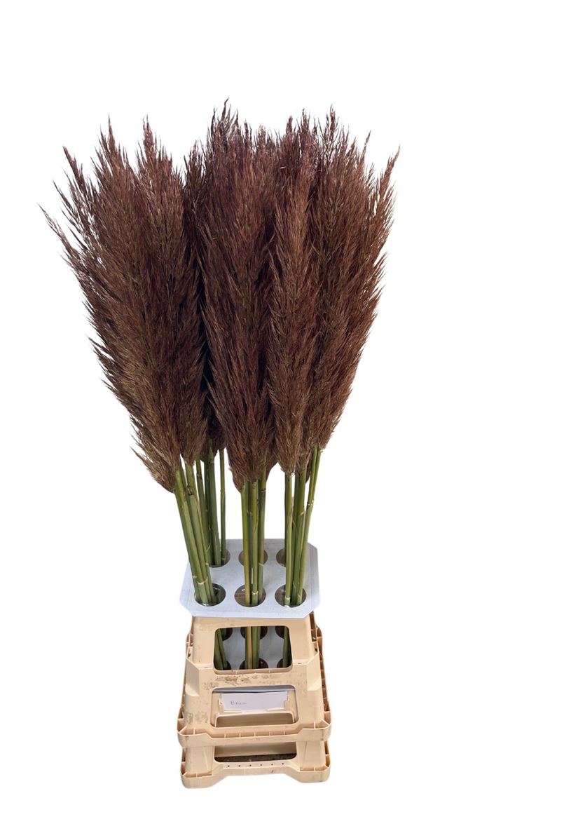 Ov Colrbehandeld 120cm