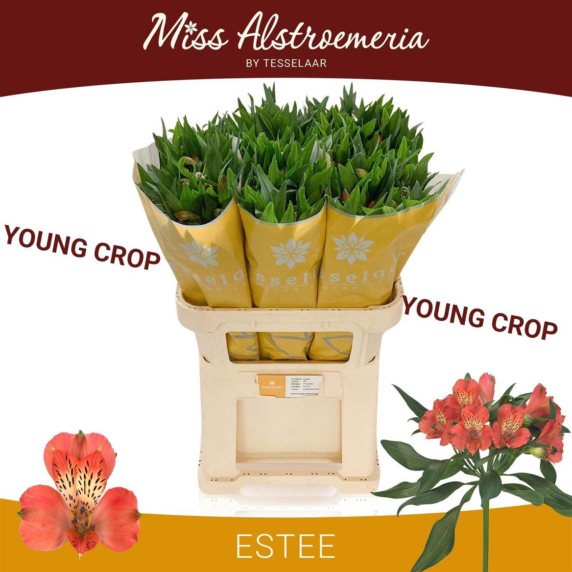 Alstr Estee 70cm 85gram