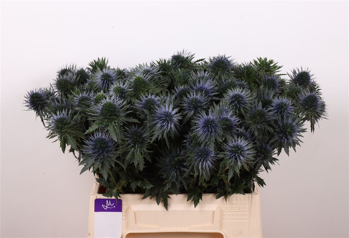 Eryngium Alpinum Scorpius Questar 40cm