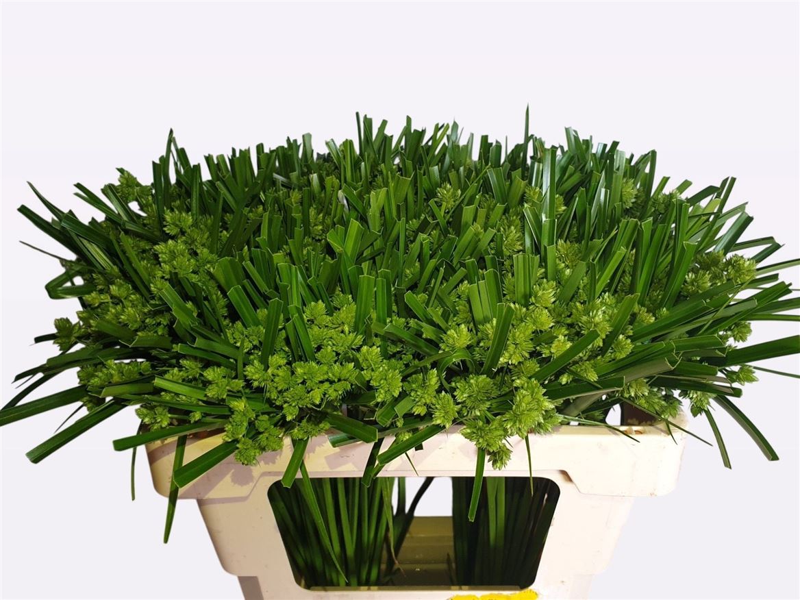 Cyperus Glaber 60cm