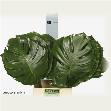 Monstera 55cm