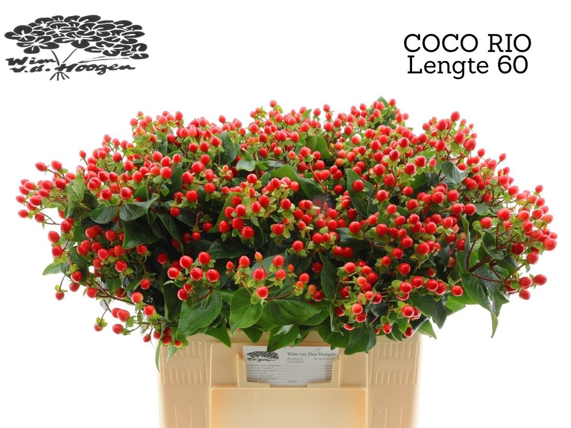 Hypericum Coco Rio 60cm