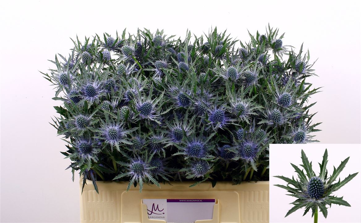 Eryngium Orion 50cm