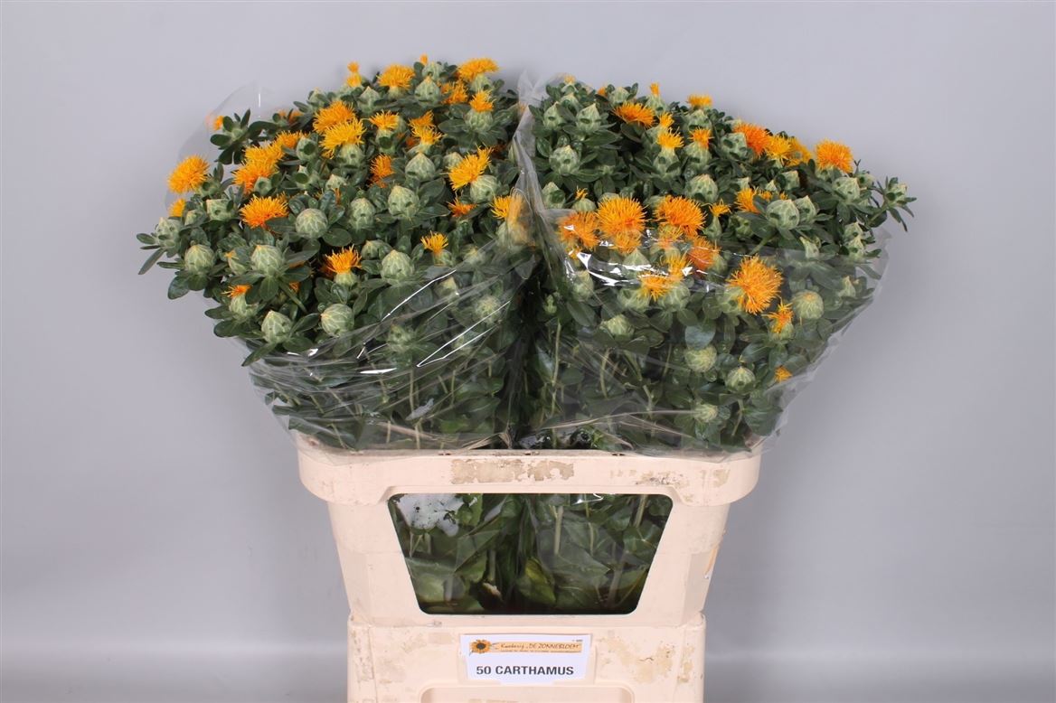 Carthamus Zanzibar 80cm