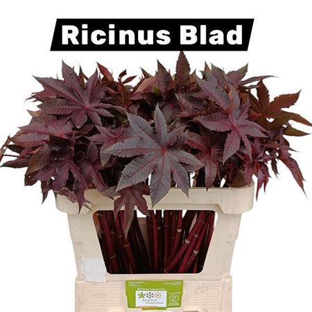 Ricinus Communis 70cm