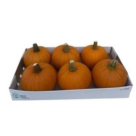 Cuc Maxima Halloween