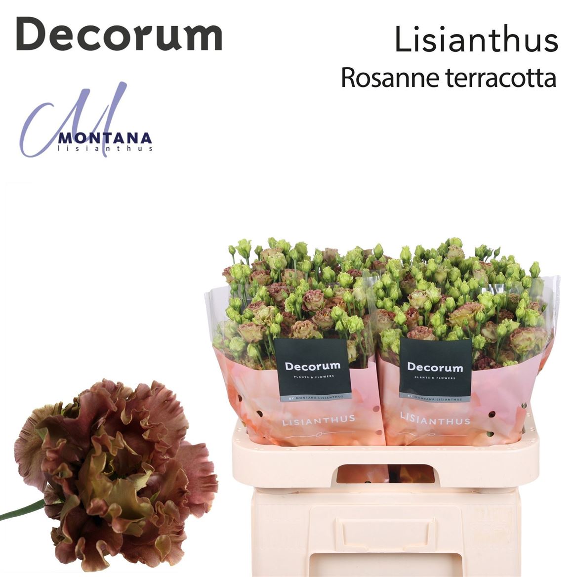 Eustoma Double Rosanne Light Terracotta 70cm
