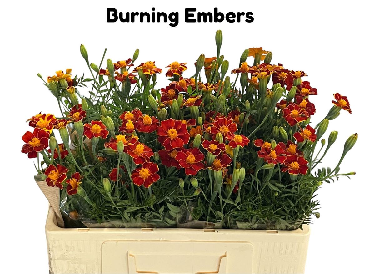 Tagetes Burning Embers 50cm