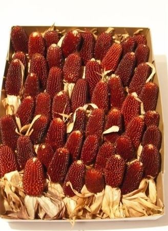 Zea Mays 6%