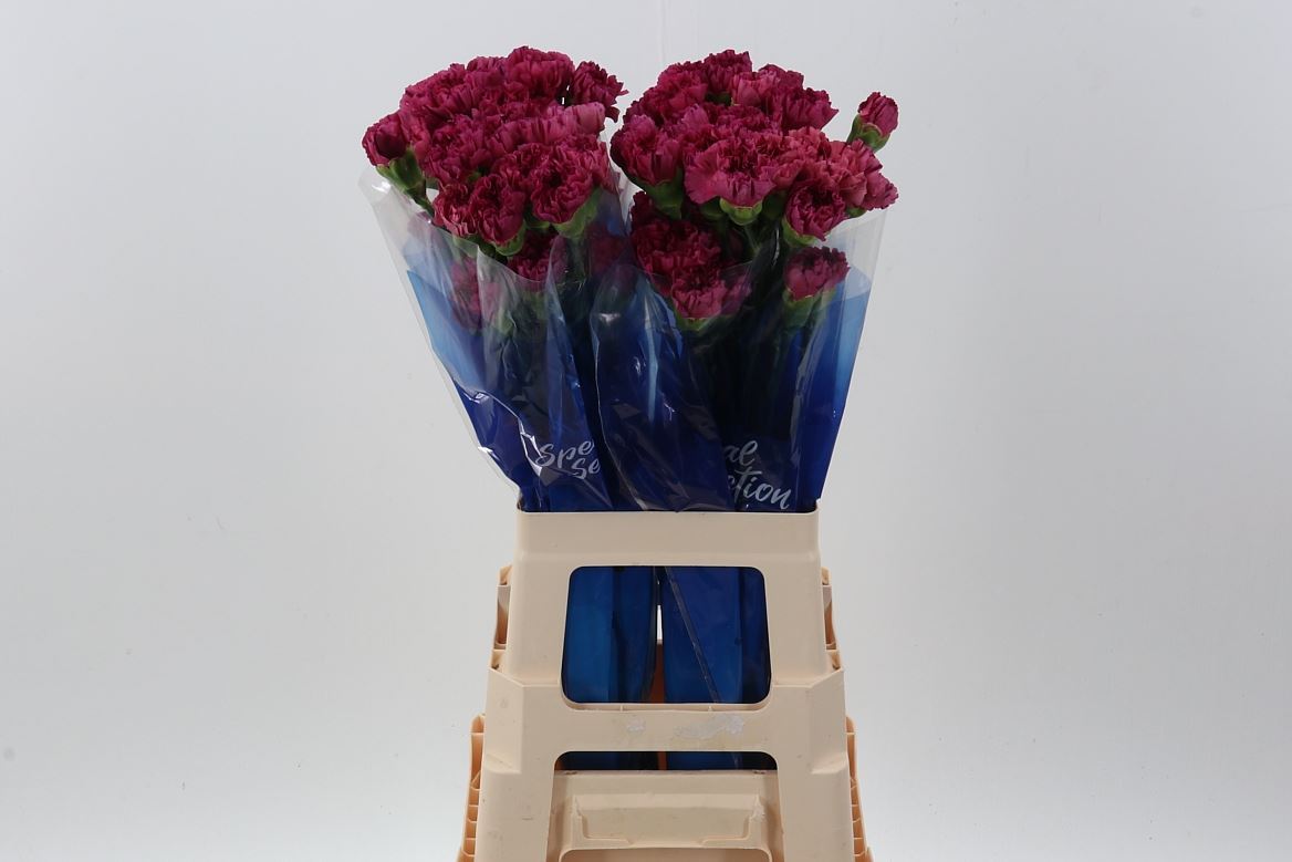 Dianthus Single Bernard 70cm