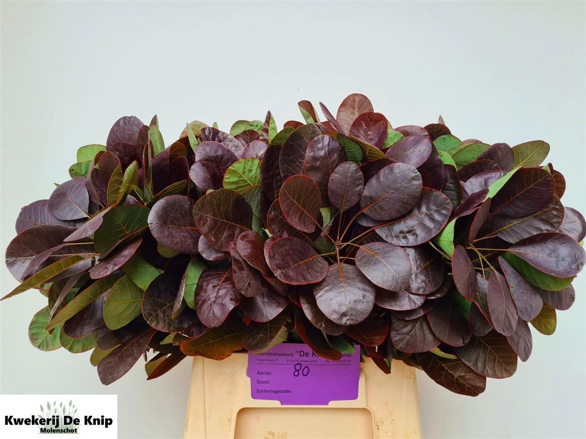 Cotinus Royal Purple 45cm