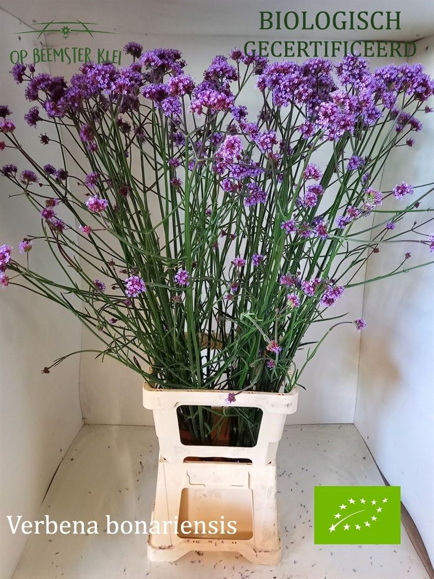 Asst Cutflowers 80cm