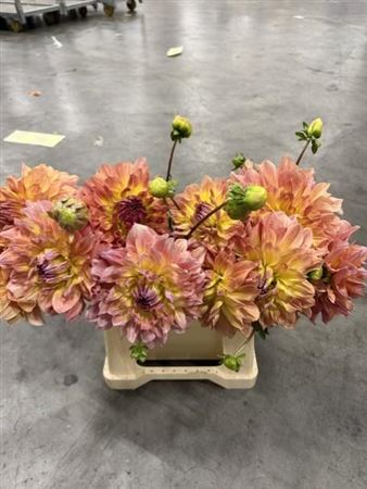 Dahlia Temple Of Beauty