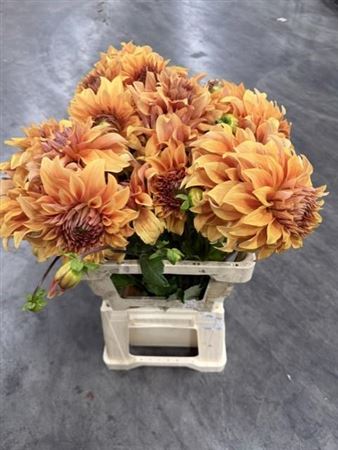 Dahlia Great Hercules