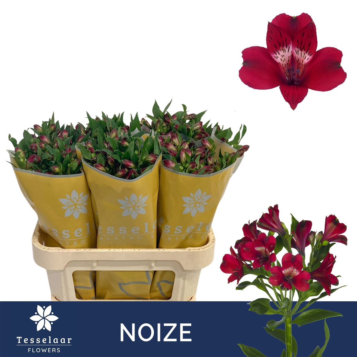 Alstr Noize Red 70cm 60gram