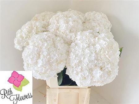 Hydrangea Royal Highness 80cm 24Ø