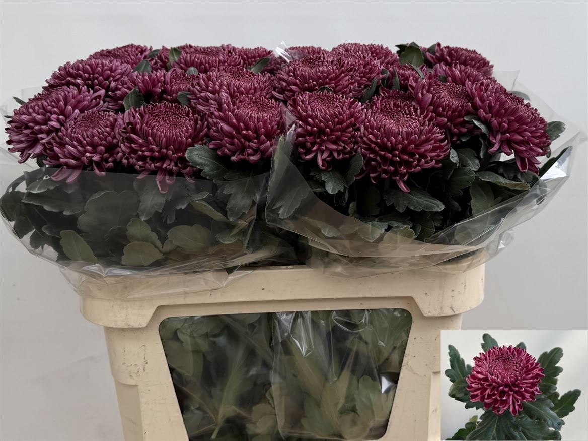 Chrysanth Single Bigoudi Purple 80cm 120gr.