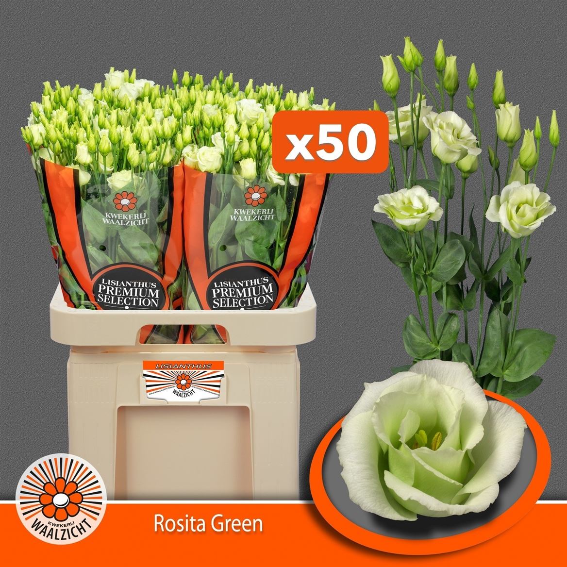 Lisianthus Double Rosita Green 70cm