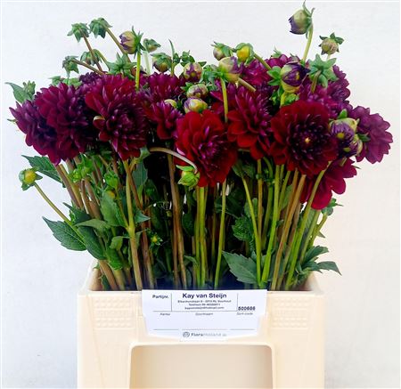 Dahlia Red