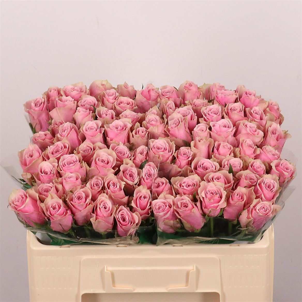 Rosa Athena Royale 50cm