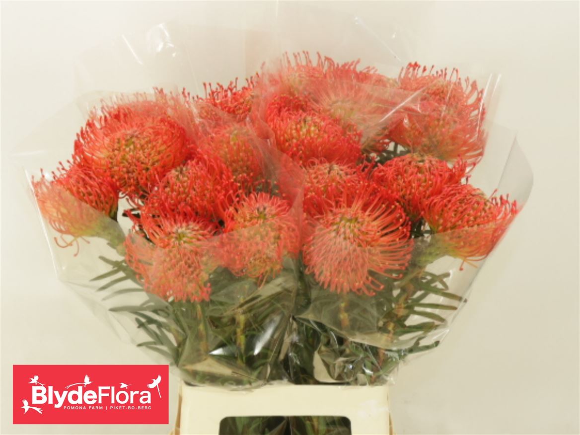 Leucospermum Succession 80cm