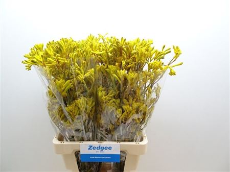 Anigozanthos Yellow Gem 70cm