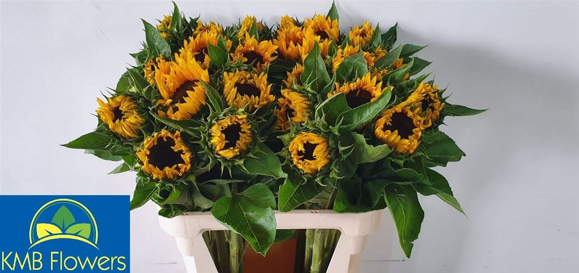 Helianthus Sunrich Orange 80cm