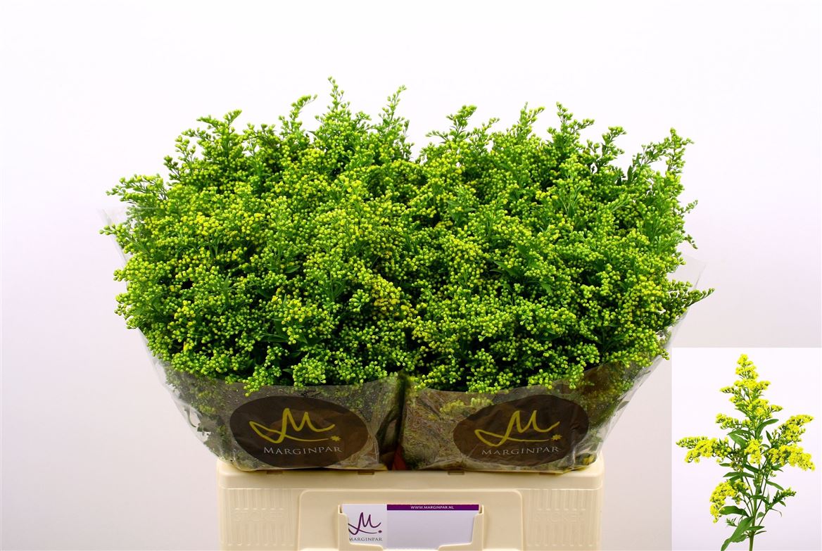Solidago Carzan Glory 60cm 20gram