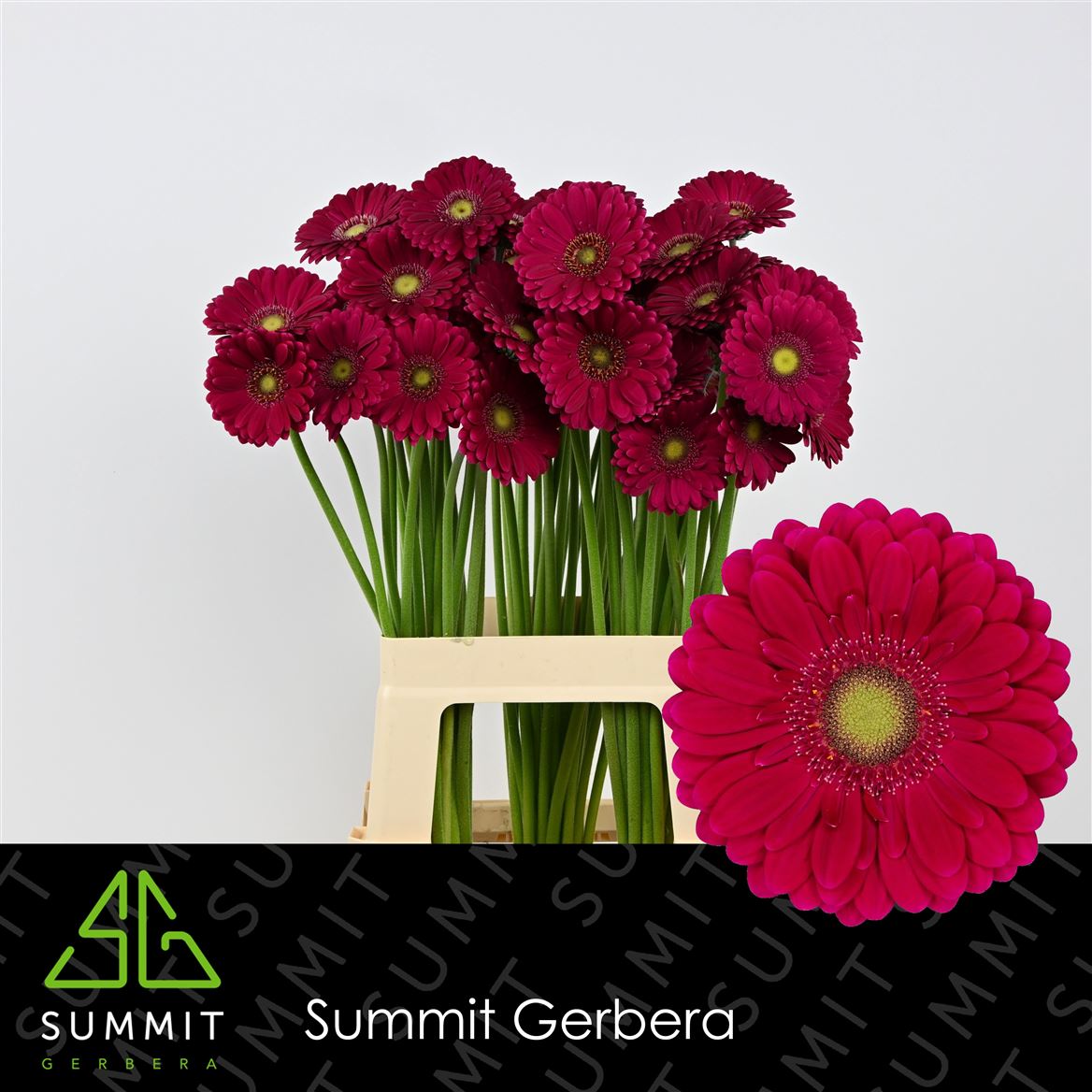 Gerbera Mini Vivian