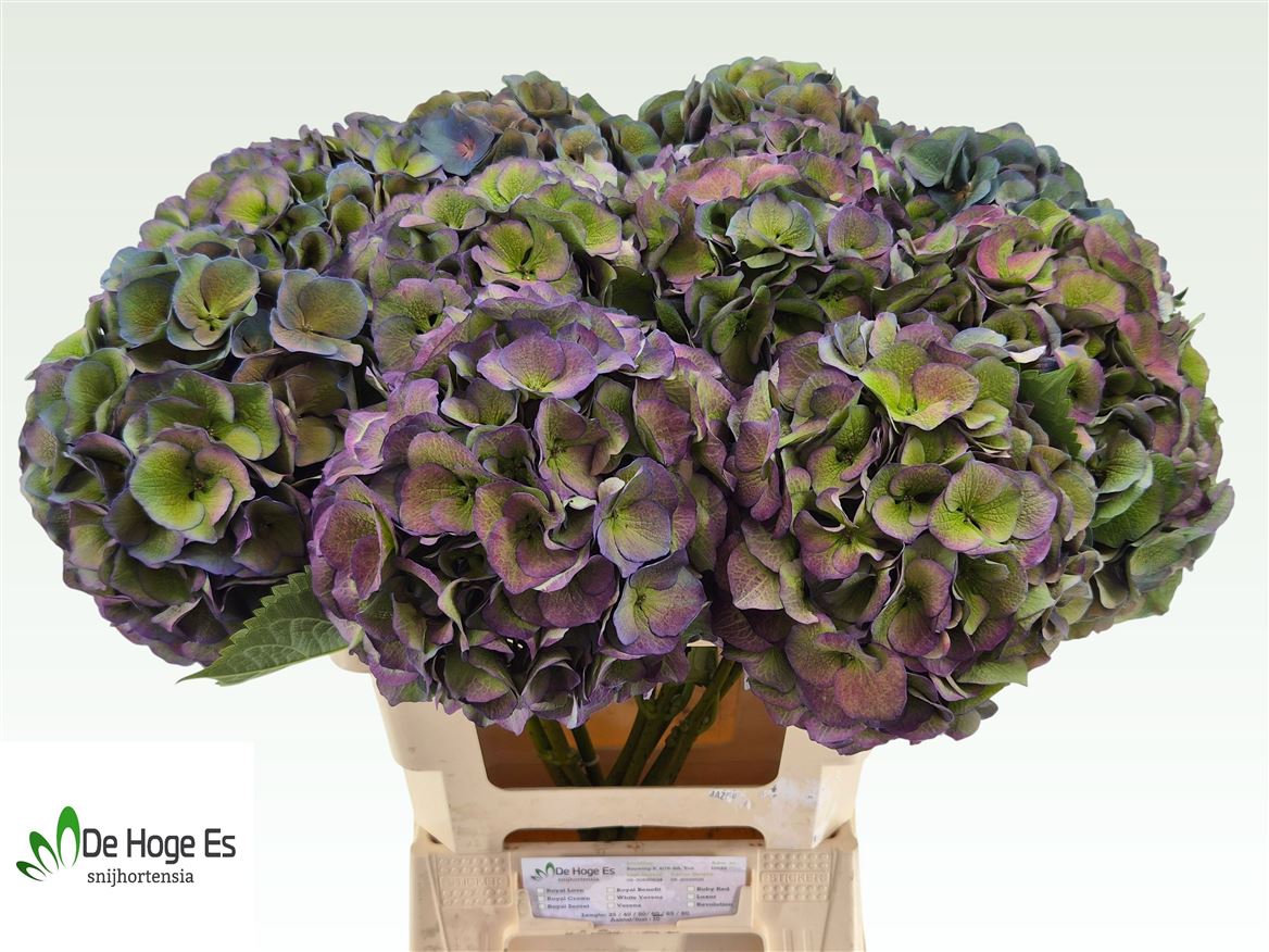 Hydrangea Royal Crown Classic 80cm 20-22cm Hd