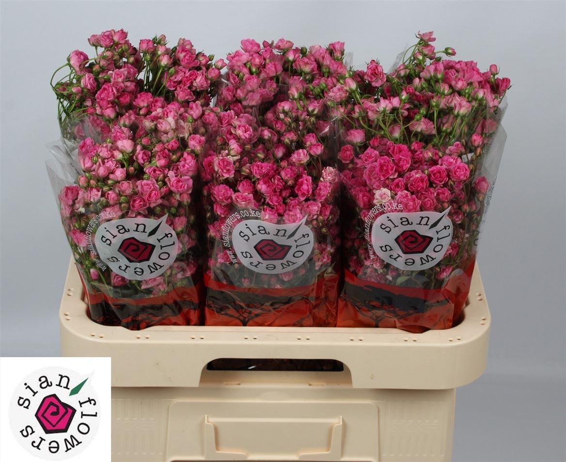 Rosa Spray Gypsy Rose 60cm 6+