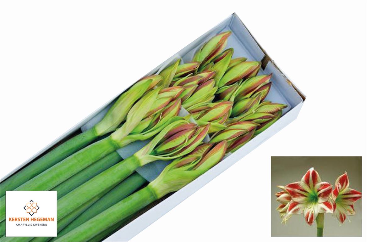 Hippeastrum Ambiance 85cm
