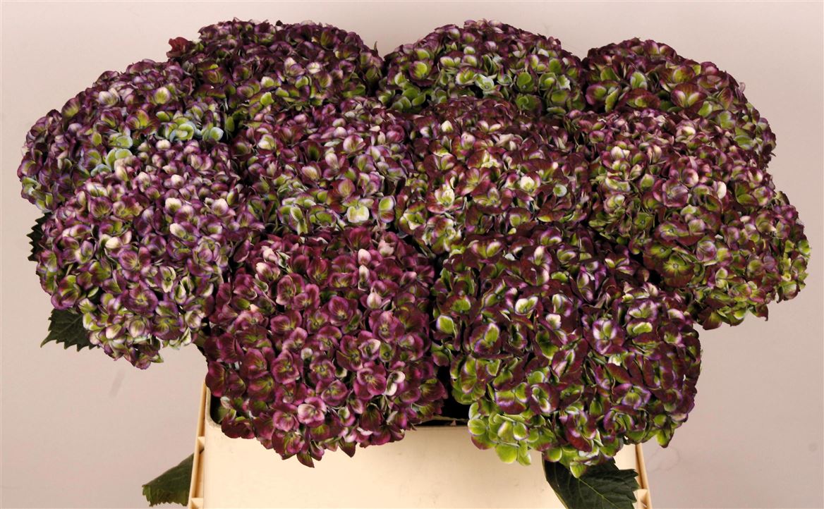 Hydrangea Revolution Classic 65cm 13-15cm Hd