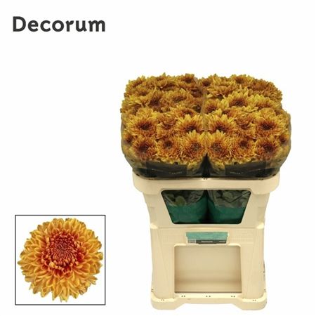 Chrysanht Single Jackfruit 70cm 115gr.