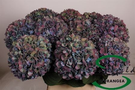 Hydrangea Pimpernel Classic 100cm 23-25cm Hd