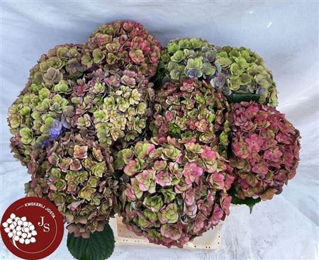 Hydrangea Royal Anastasia Classic 60cm 19Ø