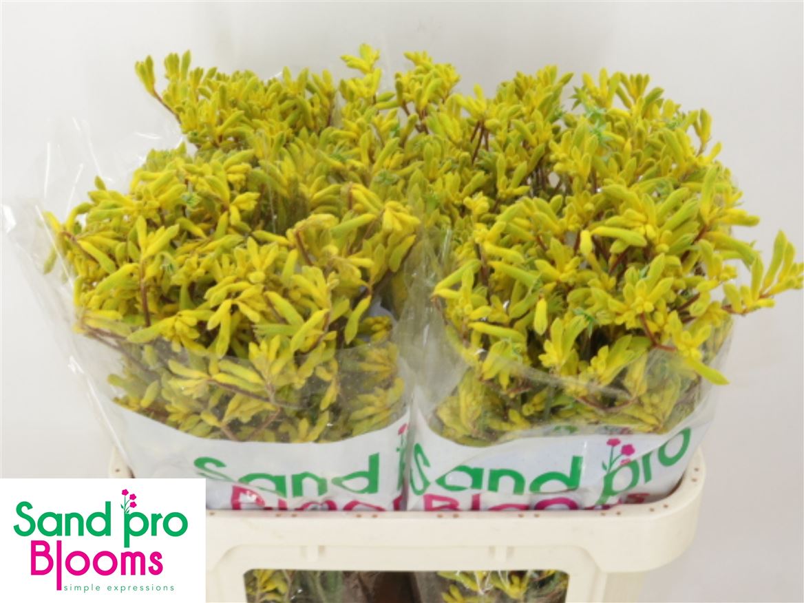Anigozanthos Yellow Gem 70cm