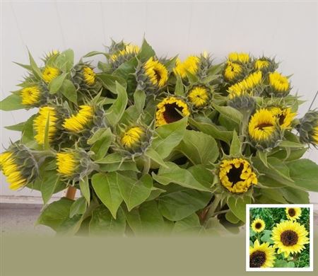 Helianthus Sunrich Limoncello 80cm