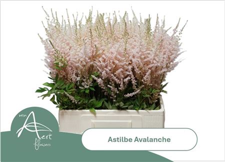 Astilbe Avalanche 65cm