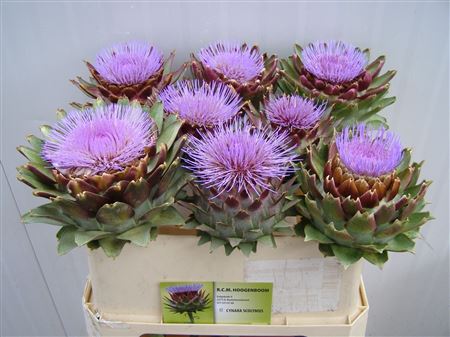 Cynara Scolymus