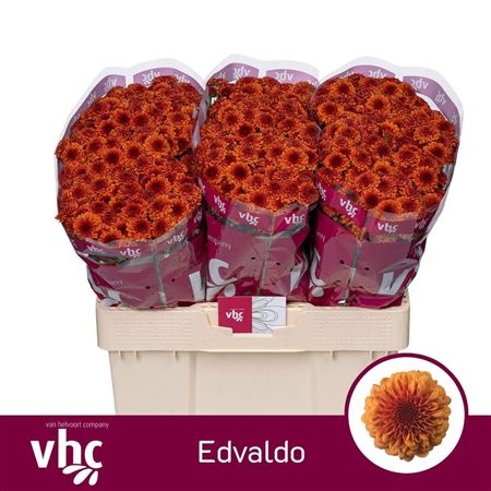 Chr San Aaa Edvaldo