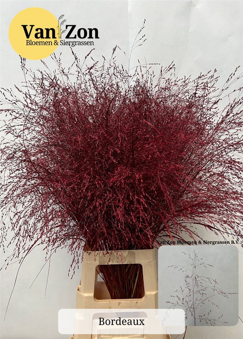 Painted Greenery Per Bunch 100cm