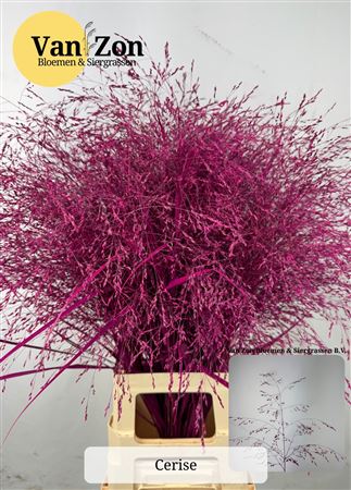 Siergras Panicum Kbh Cerise