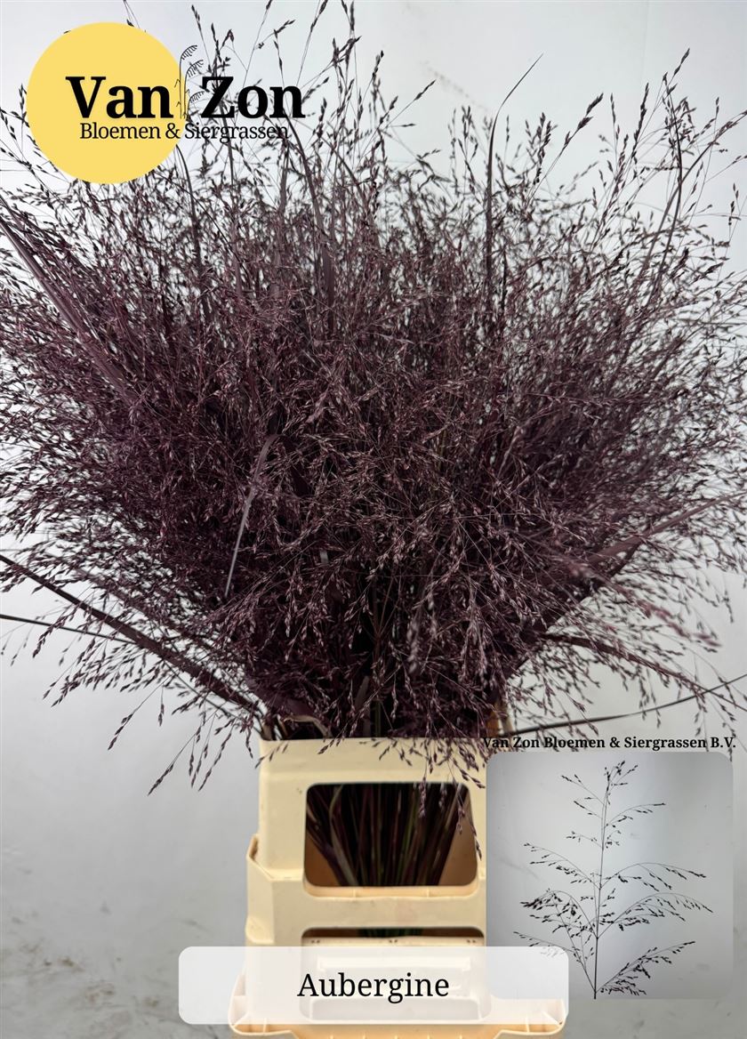 Painted Greenery Per Bunch 100cm