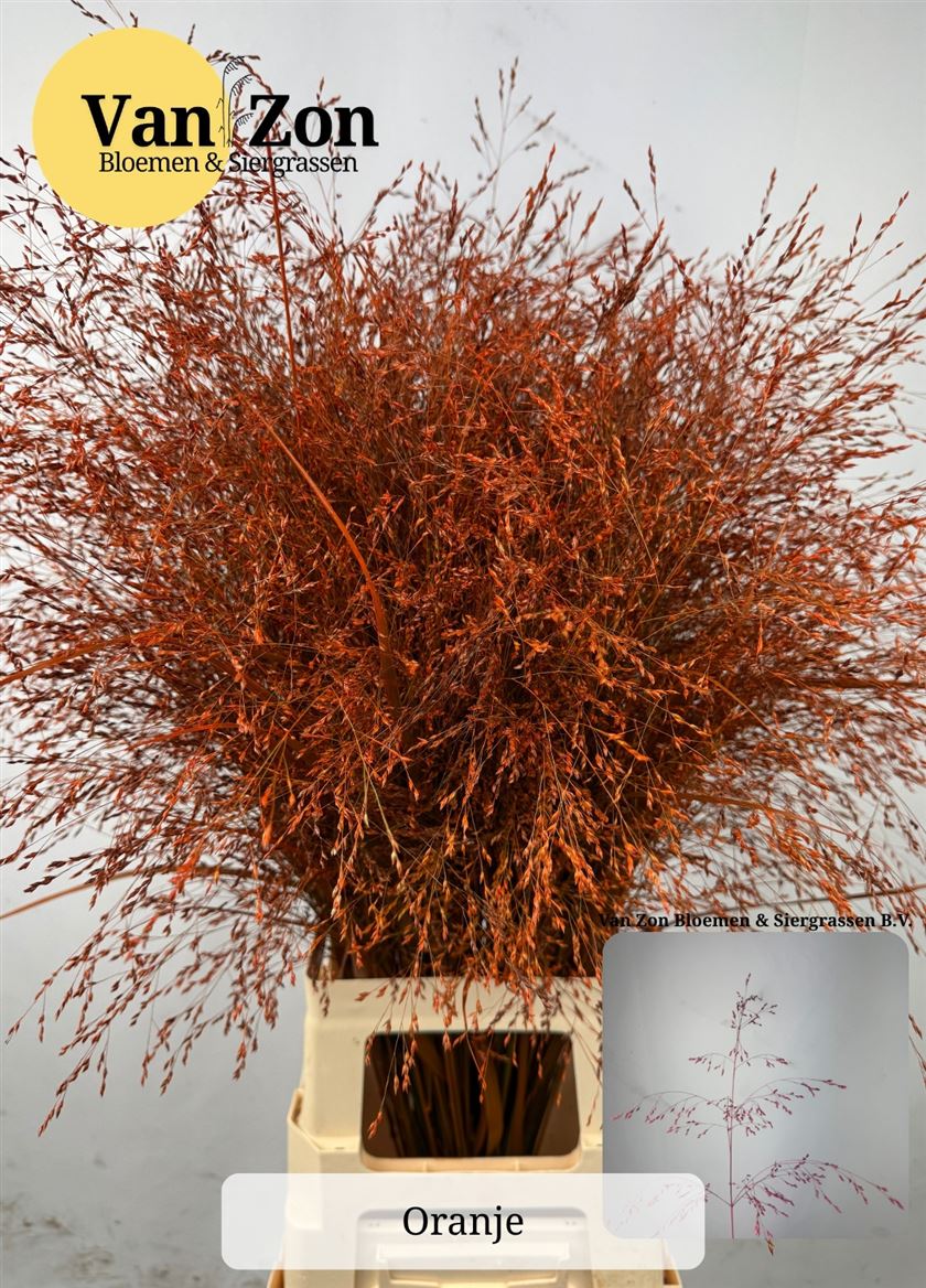 Panicum Painted Orange 95cm
