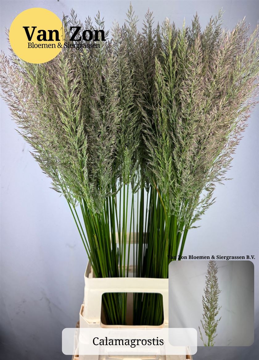 Calamagrostis Brachytricha 90cm