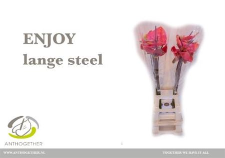 Anthurium Enjoy 15Ø