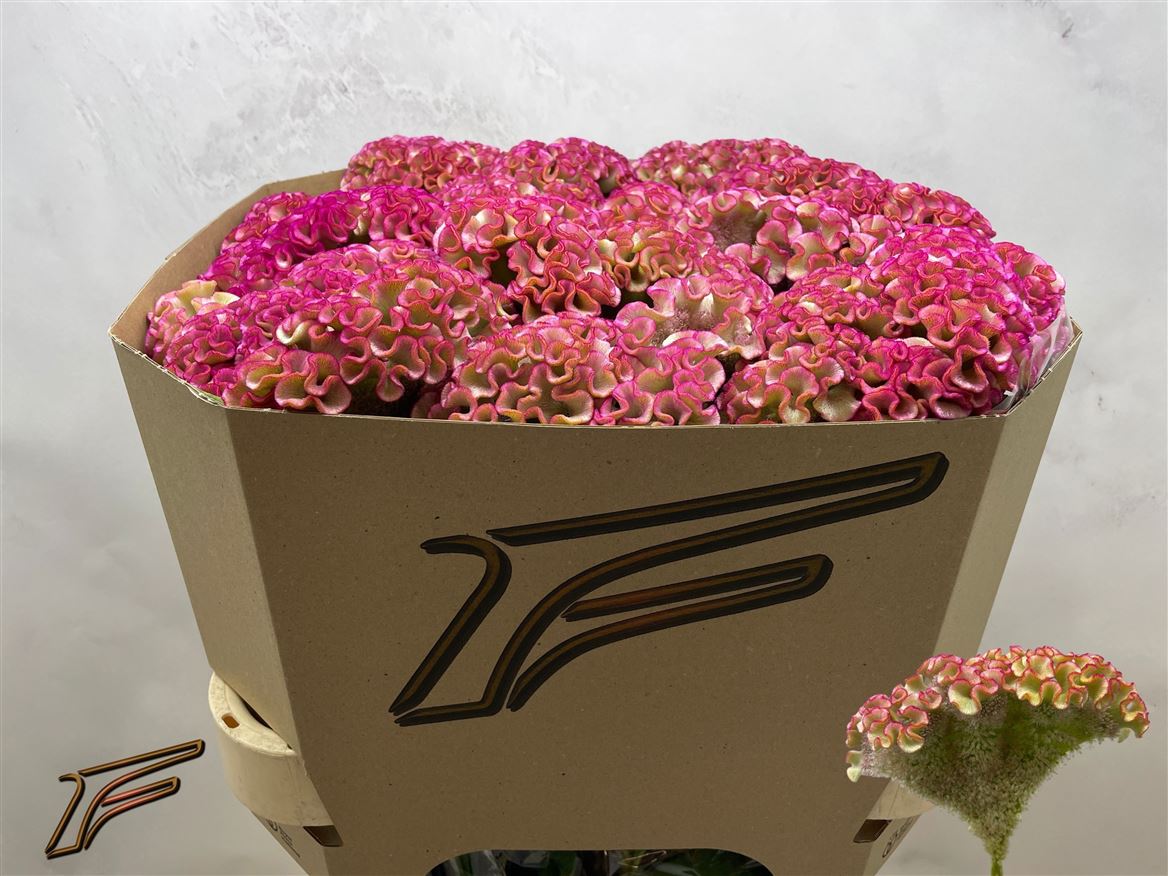 Celosia Bar Bossa 80cm