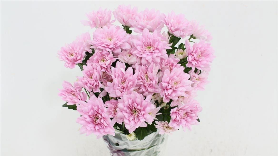 Chrysanth Spray Baltica Pink 70cm 80gr.
