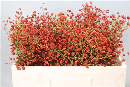 Rosa Prinsberry Red